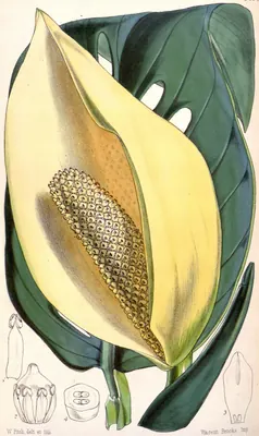 Adanson's monstera