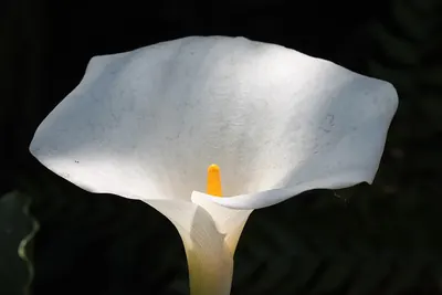 Spotted calla lily