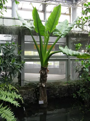 Typhonodorum lindleyanum