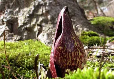 Clumpfoot Cabbage