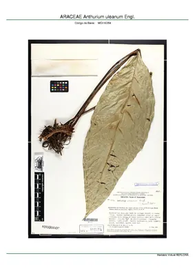 Anthurium uleanum