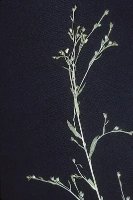 Ridged yellow flax
