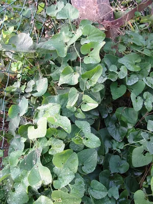 Birthwort