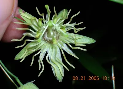 Yellow passionflower