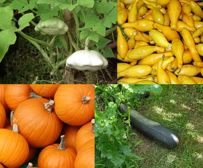 Field pumpkin