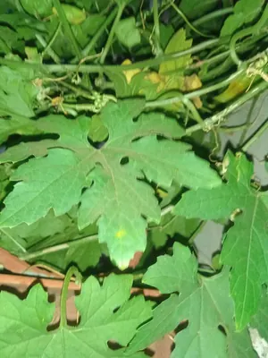 Balsampear