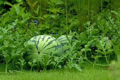 Watermelon