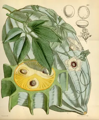 Oysternut