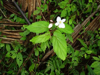 Native begonia