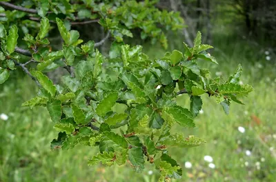 Nothofagus antarctica