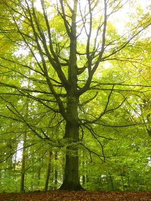 Hornbeam