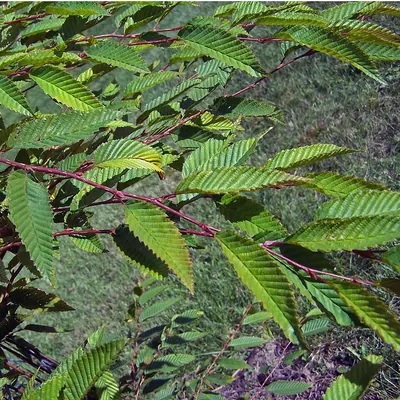 Japanese Hornbeam