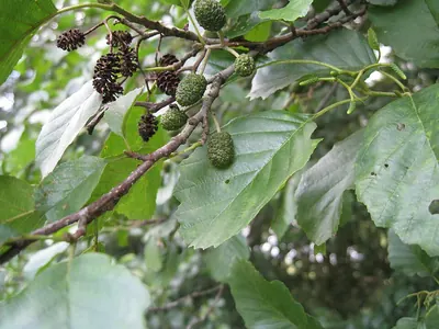 European Alder