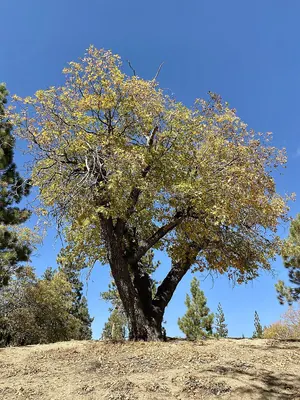 Kellogg oak