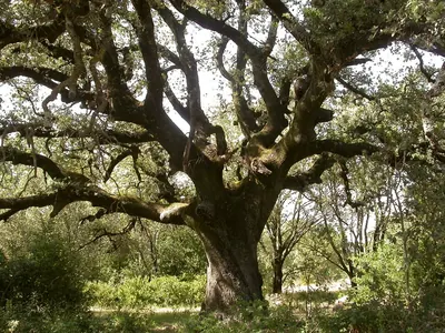 Holm Oak