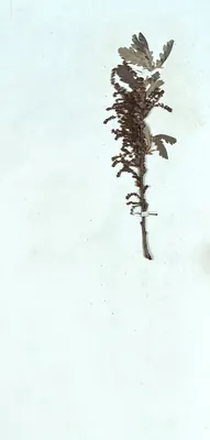 Turkey Oak