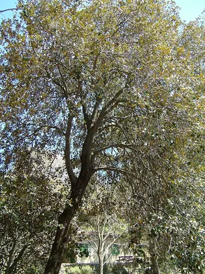 Golden Oak