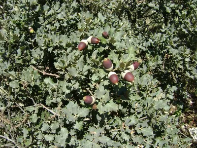 Quercus rotundifolia