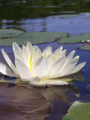American white waterlily