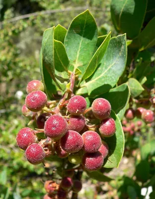 Bigberry manzanita