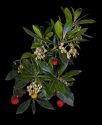 Strawberry-tree