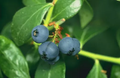 Highbush blueberry