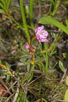 Alpine laurel