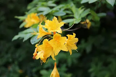 Flame azalea