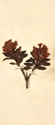 Alpenrose