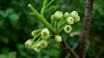 Pouteria gardneri