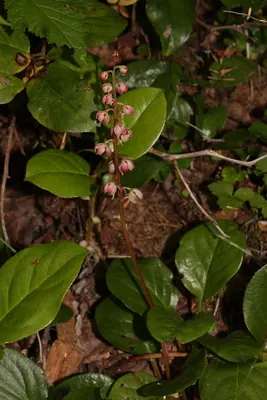 Bog wintergreen