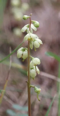 Greenflowered wintergreen