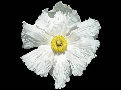 Coulter's Matilija poppy