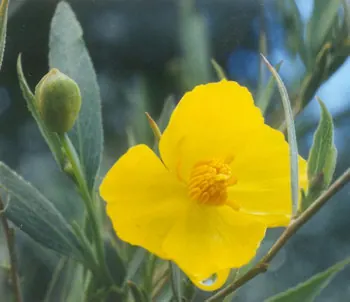 Tree poppy