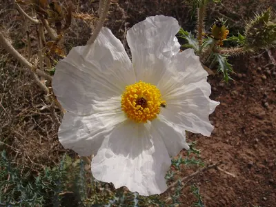 Southwestern pricklypoppy
