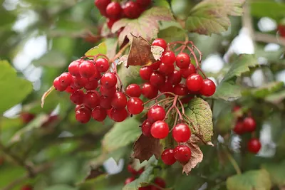 Guelder-rose