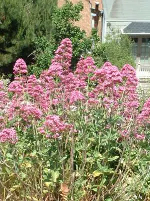 Red Valerian