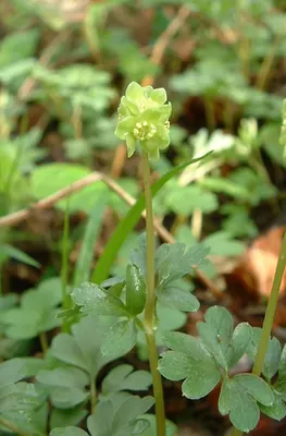 Moschatel
