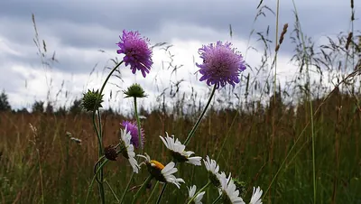 Field scabiosa