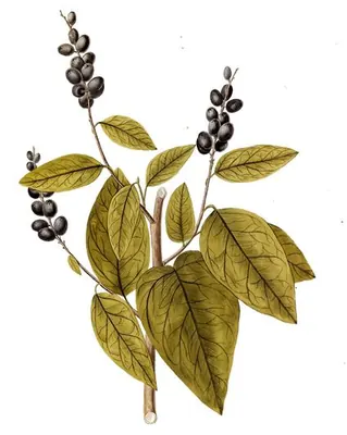 Tietongue