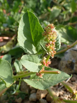 Rumex spinosus