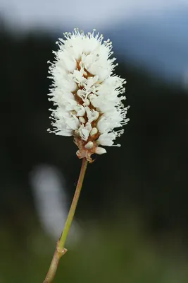 Snakeweed