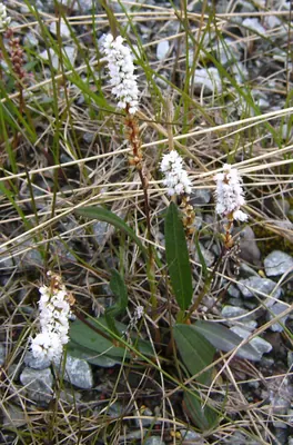 Bistorta vivipara
