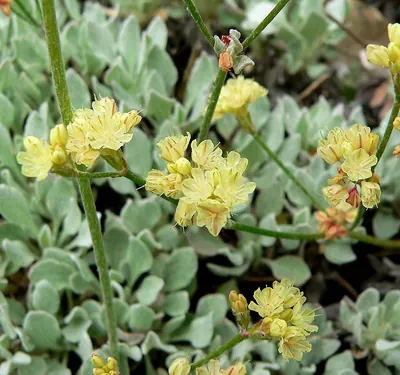 Cushion buckwheat