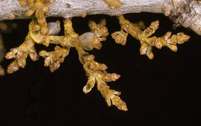 Douglas-fir dwarf mistletoe
