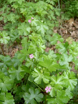 Shining geranium