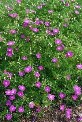 Geranium incanum