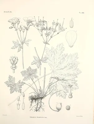 Geranium atlanticum