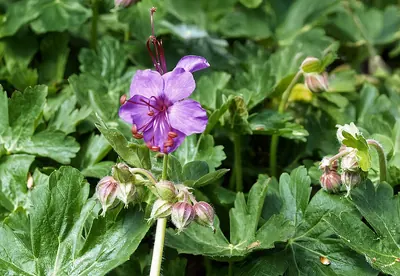 Hardy geranium