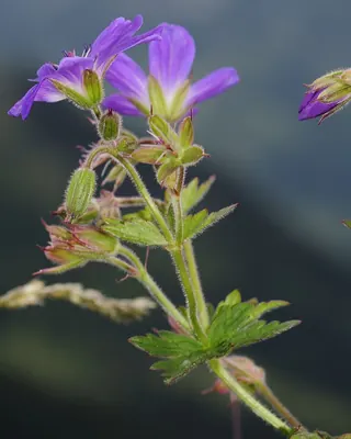 Wood Crane's-bill